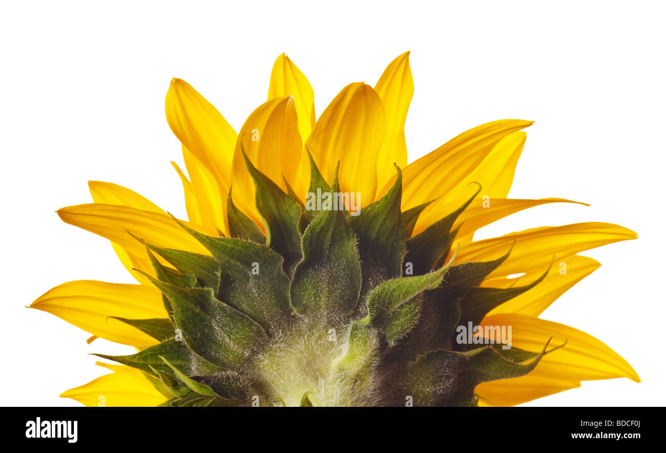 sunflower isolated on a pure white background Stock Photo - Alamy