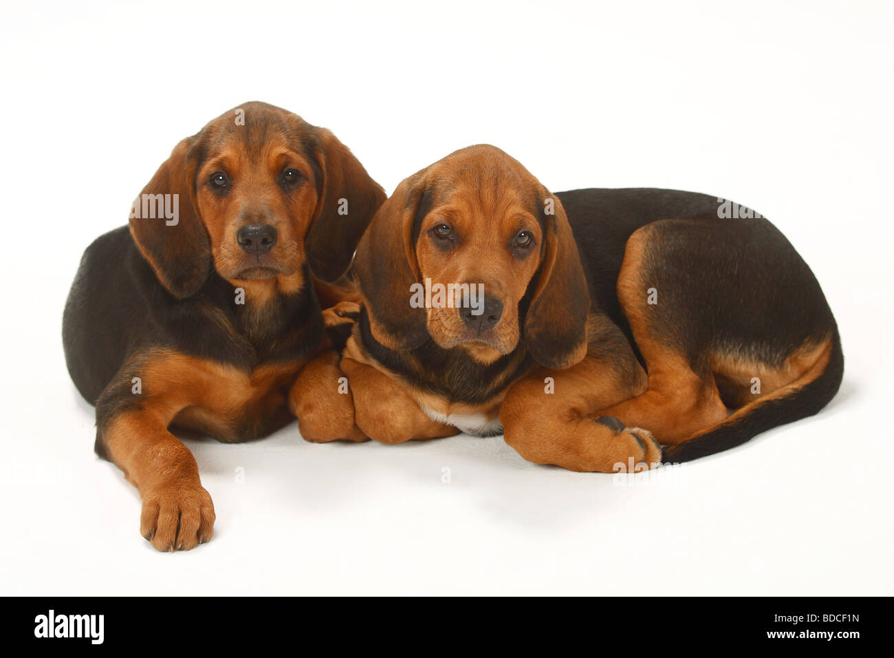 ogar polski puppies for sale