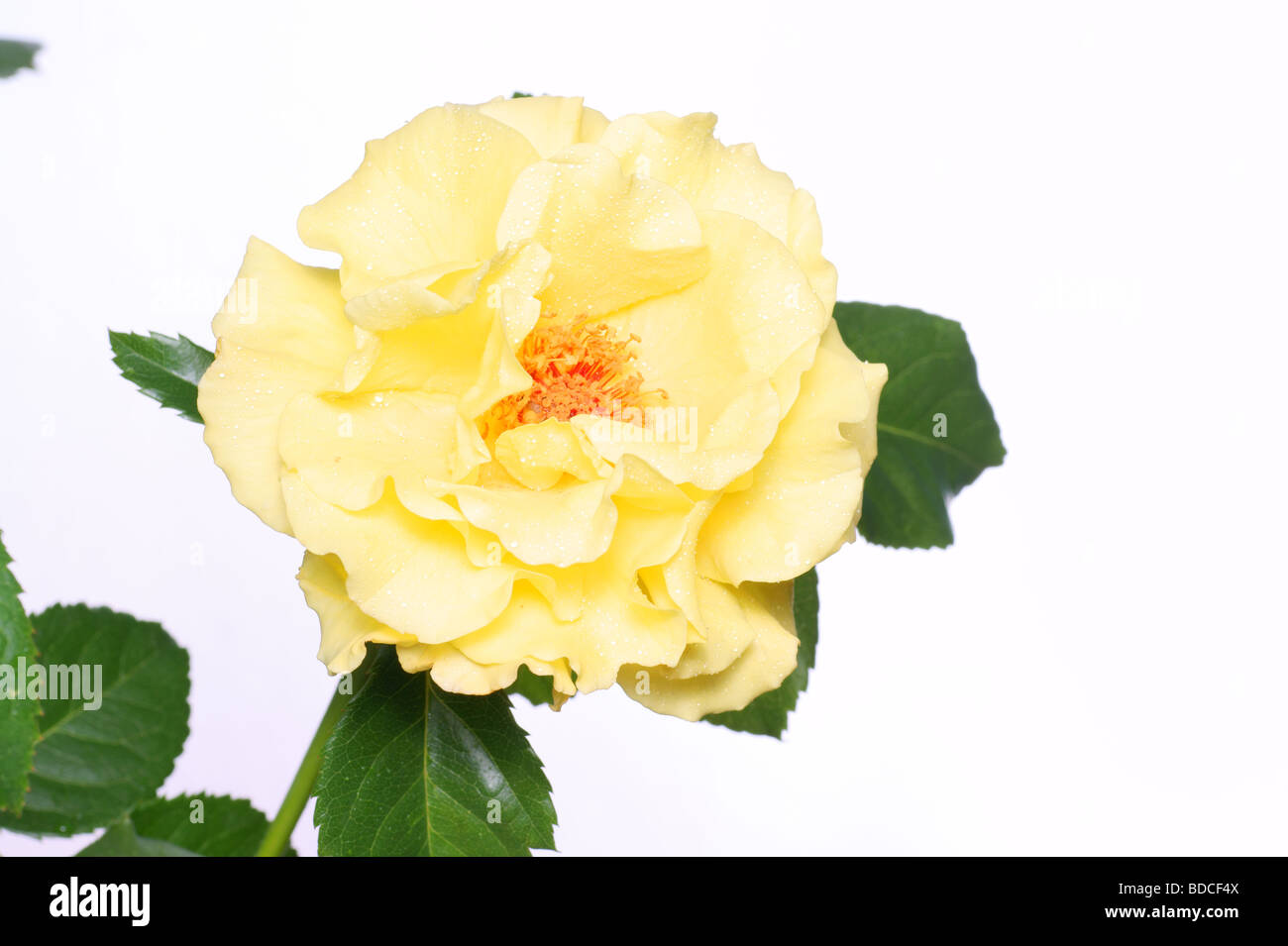 Rose isolated on white Stock Photo - Alamy