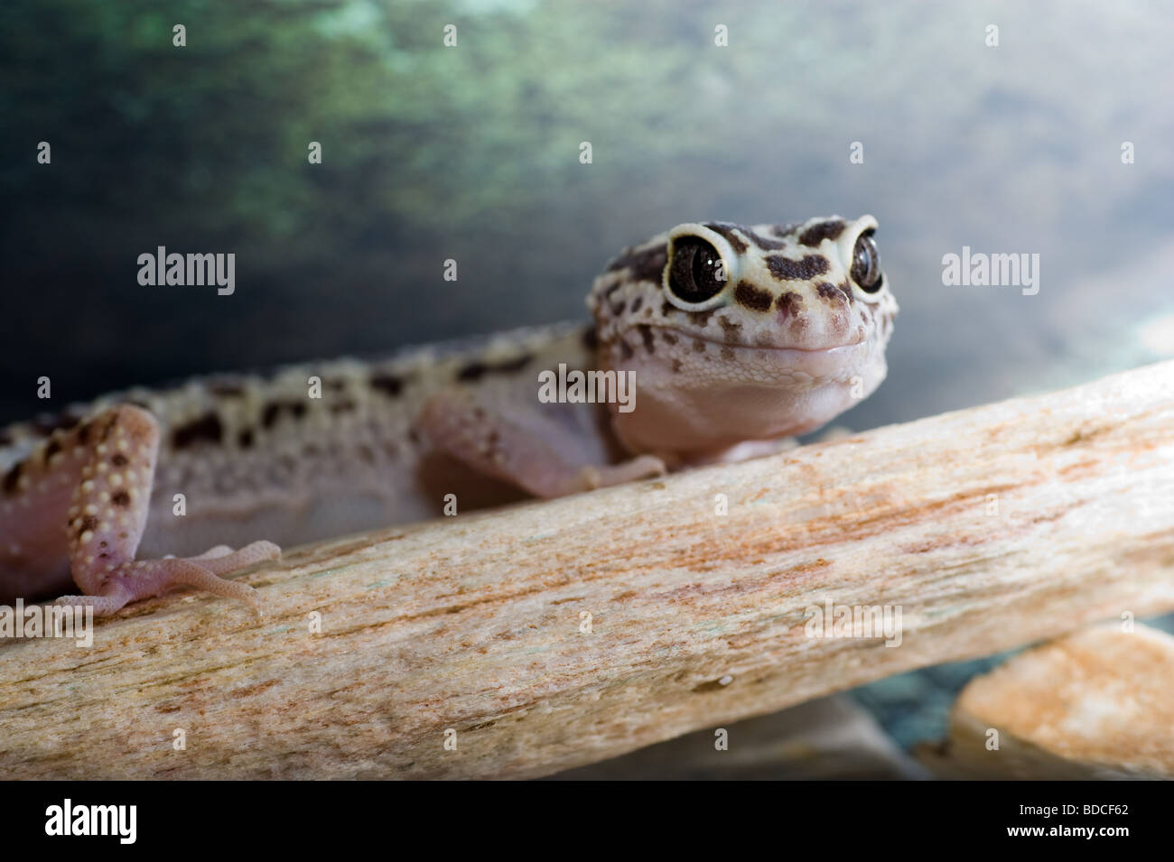 gecko, nature eublepharis lizard, dragon, camouflage color, leopard gecko terrarium, white pet, primitive, reptile iguana Stock Photo