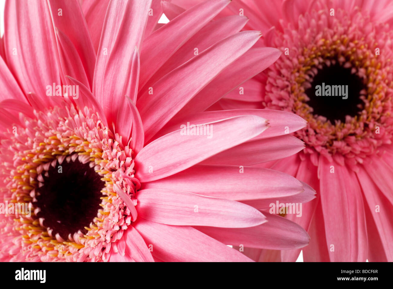 pink daisies with black centers macro background Stock Photo Alamy
