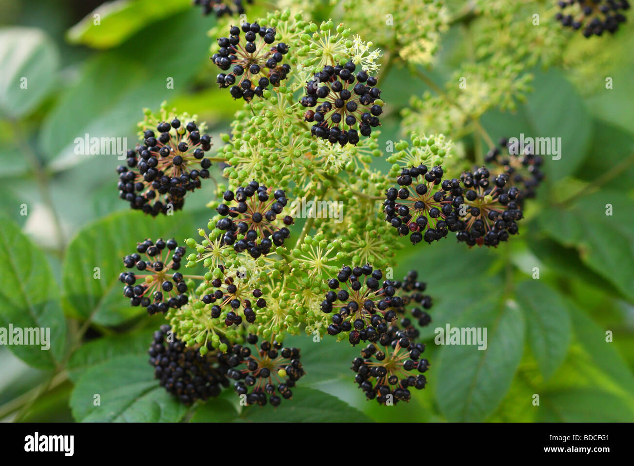 Spikenard black berries Aralia cordata Stock Photo