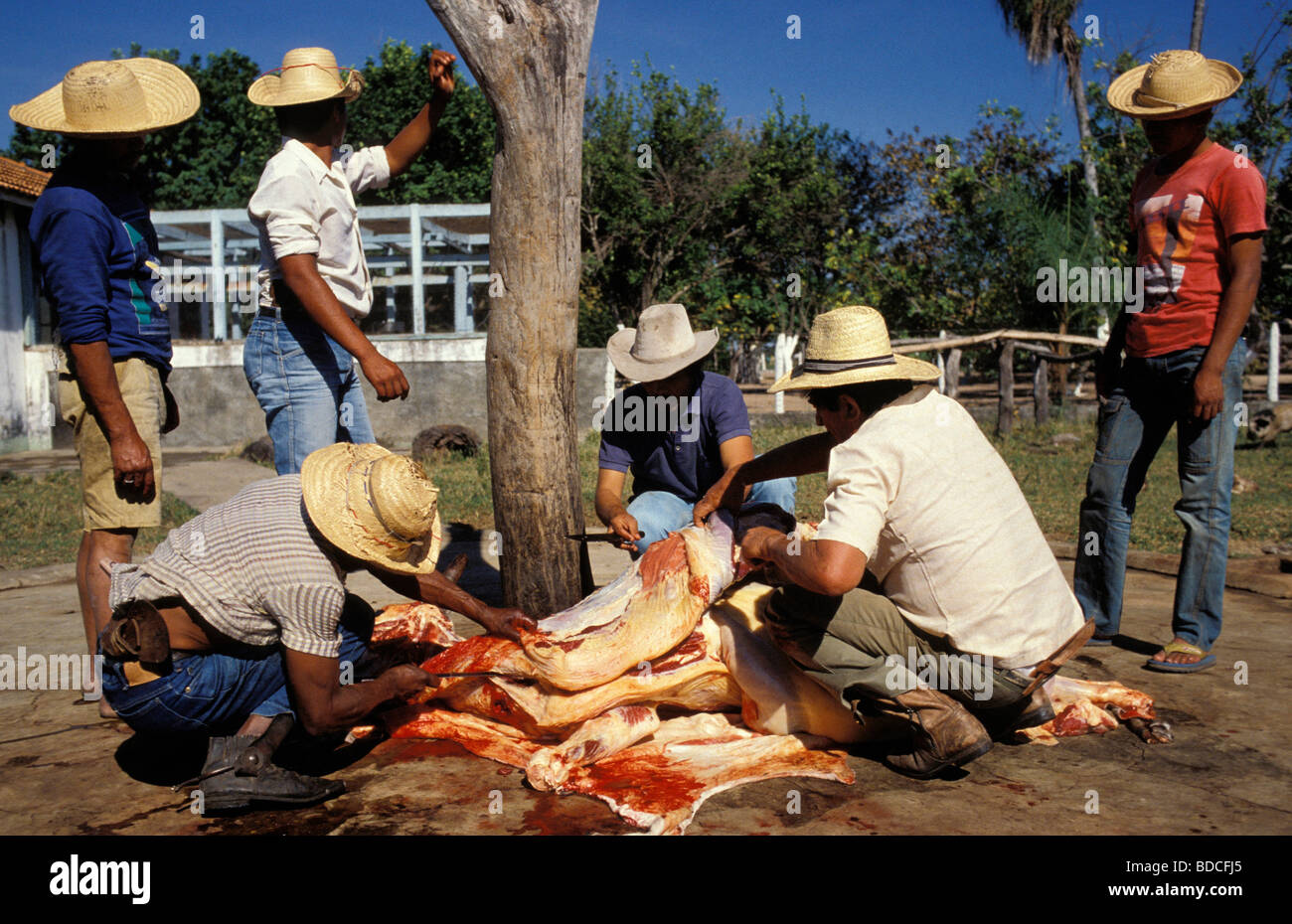 Cowherds slaughtering cattle Pantanal Matogrossense Brazil Stock Photo