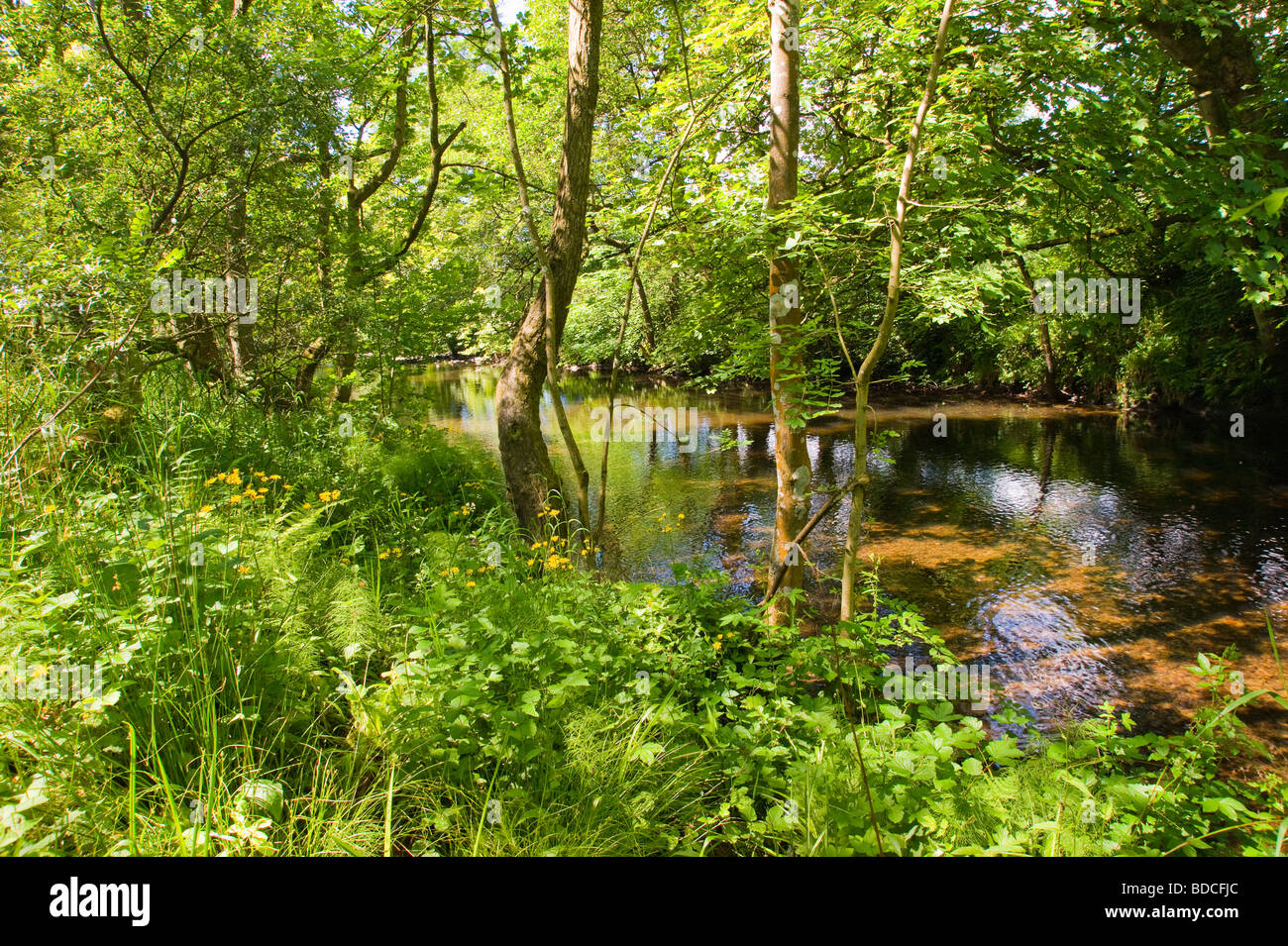 River full green water plants hi-res stock photography and images - Alamy