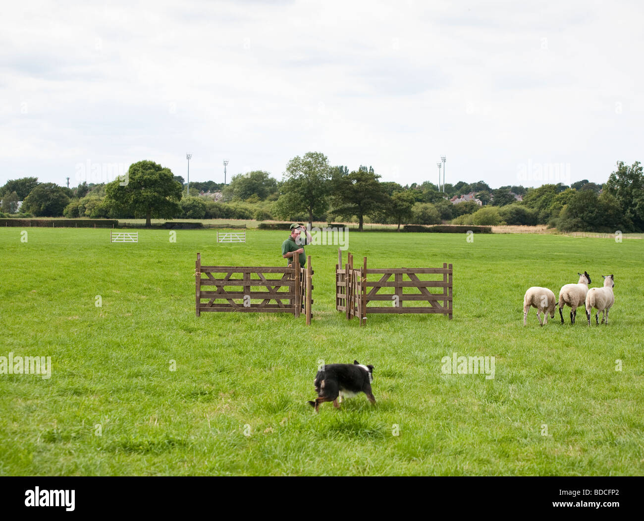 Sheep Dog Trial Stock Photo