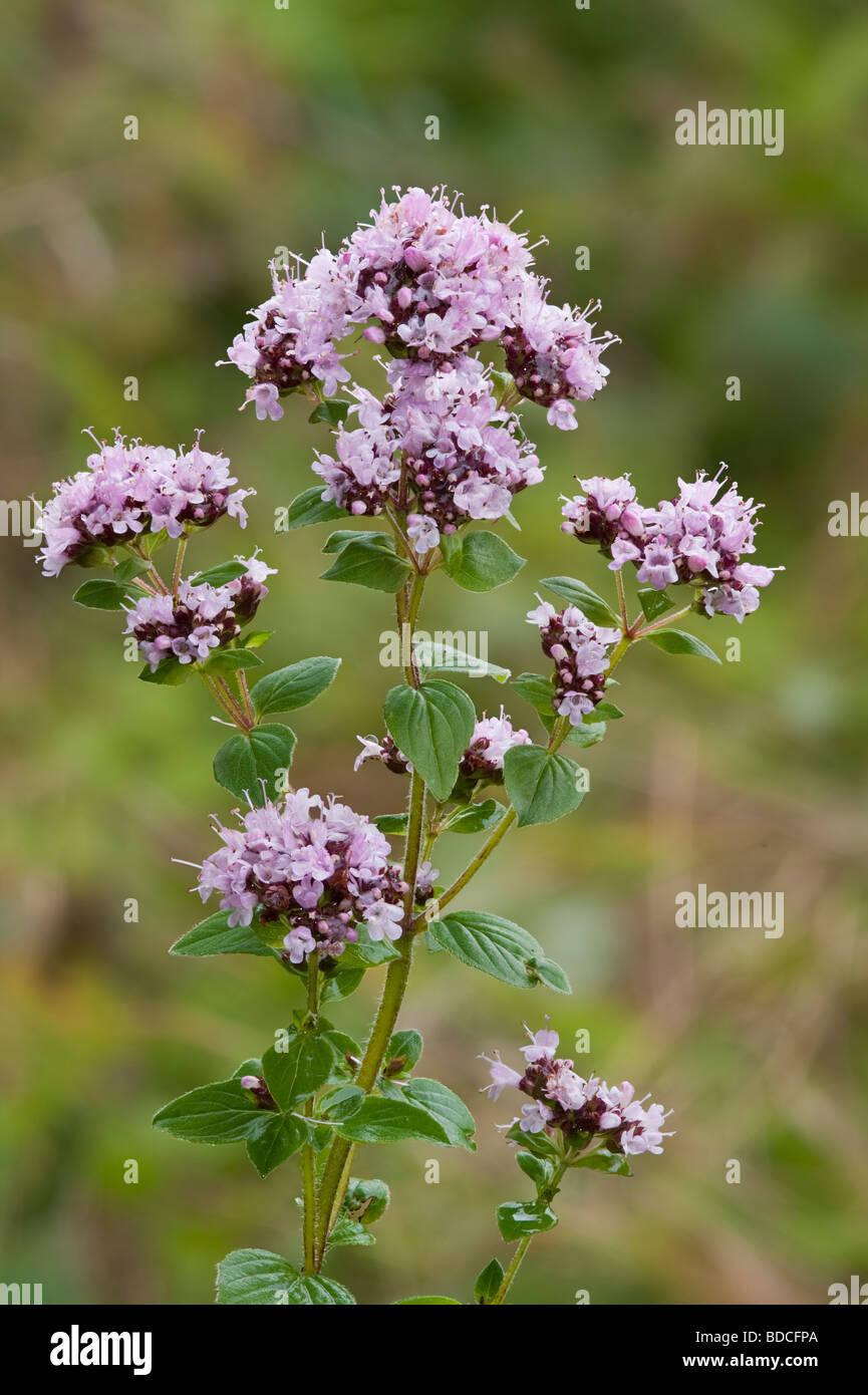 Wild marjoram Origanum vulgare Stock Photo Alamy