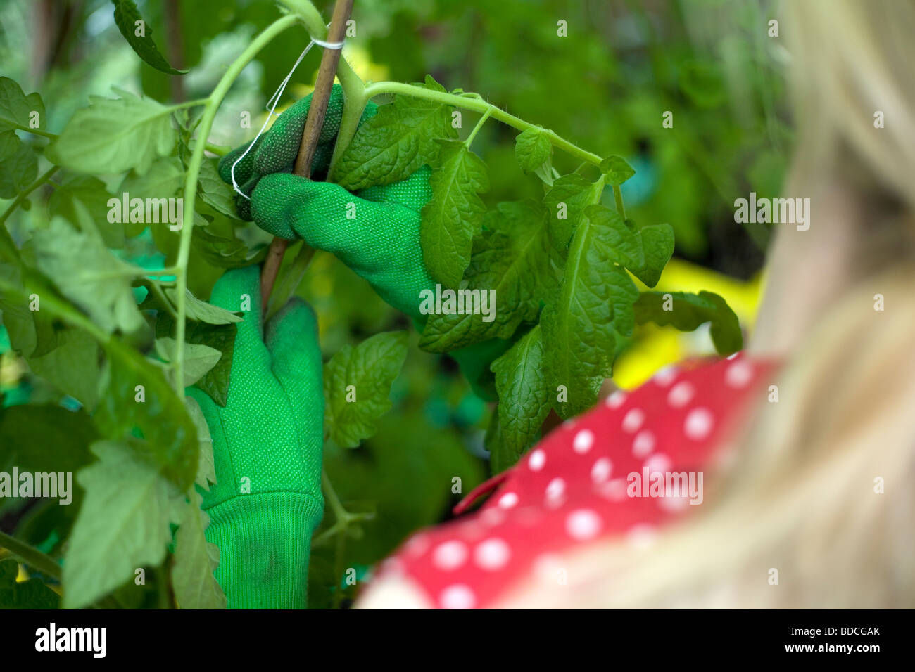 Woman in greenhouse holding a tomato plant Stock Photo - Alamy