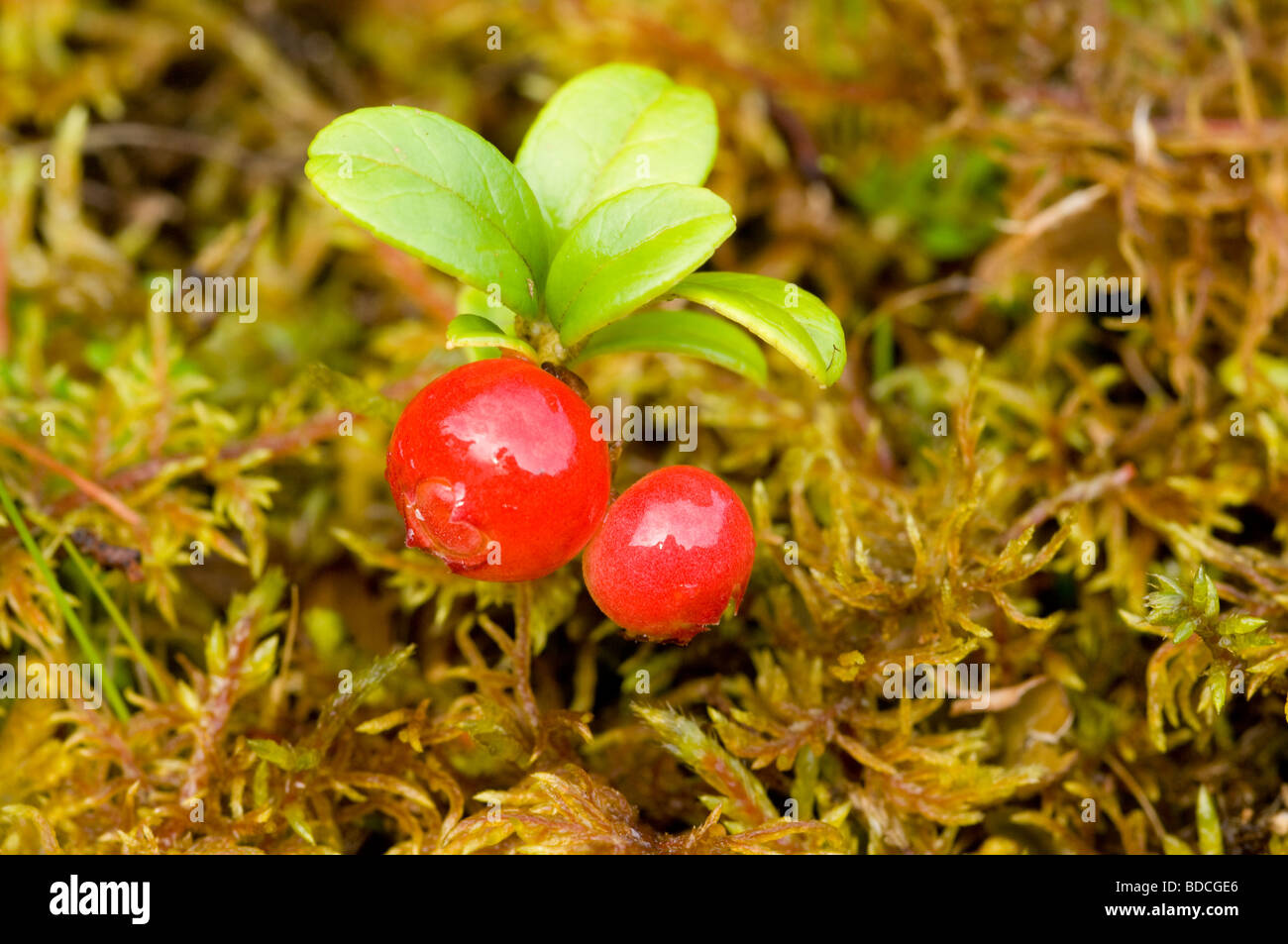 Cowberry or Lingonberry, Vaccinium vitis-idaea, two red berries. The moss is Hylocomium splendens. Stock Photo