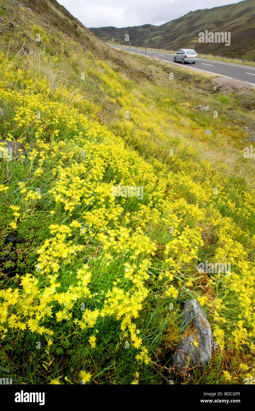 Yellow Mountain Saxifrage, Saxifraga aizoides, growing by a high road, Scottish Highlands. Stock Photo
