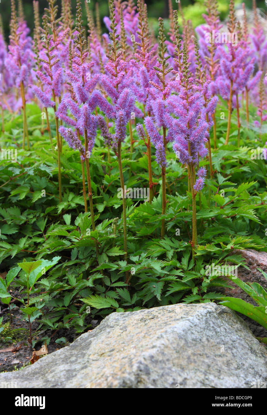 Astilbe chinensis flowers blooming Stock Photo
