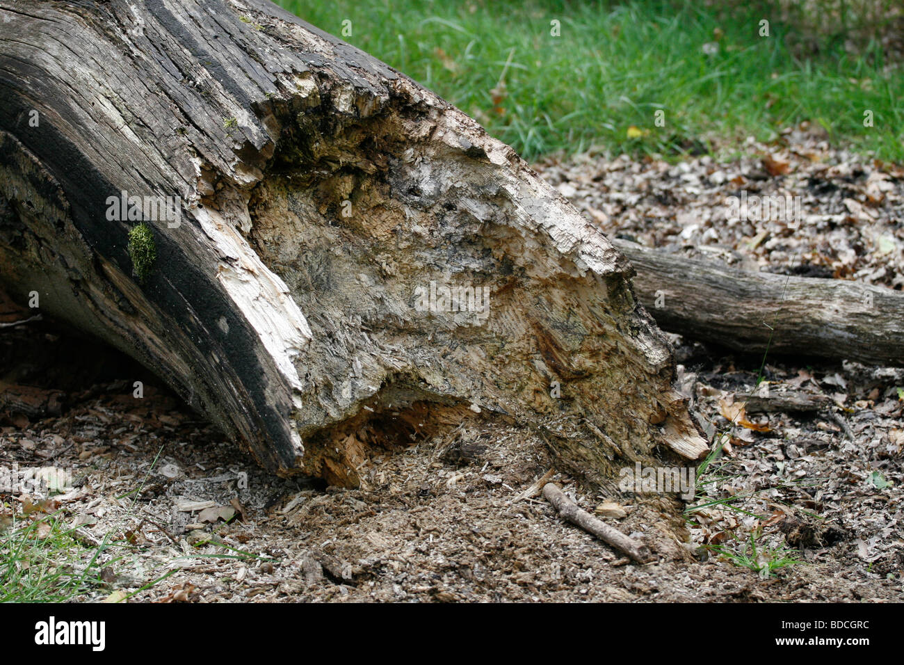 Old decayed tree trunk Stock Photo Alamy