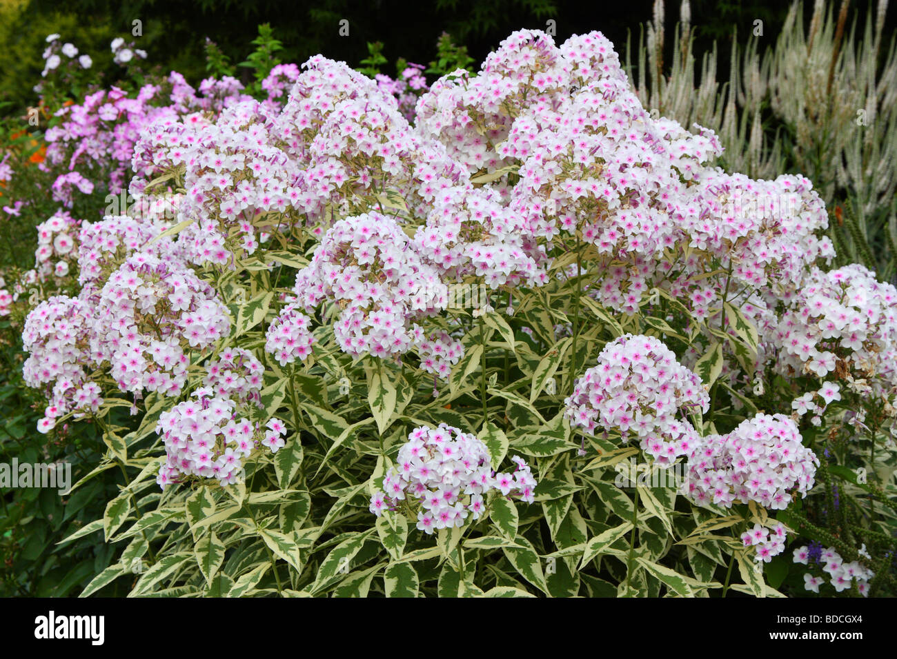 Pink phlox flowers blooming Stock Photo - Alamy