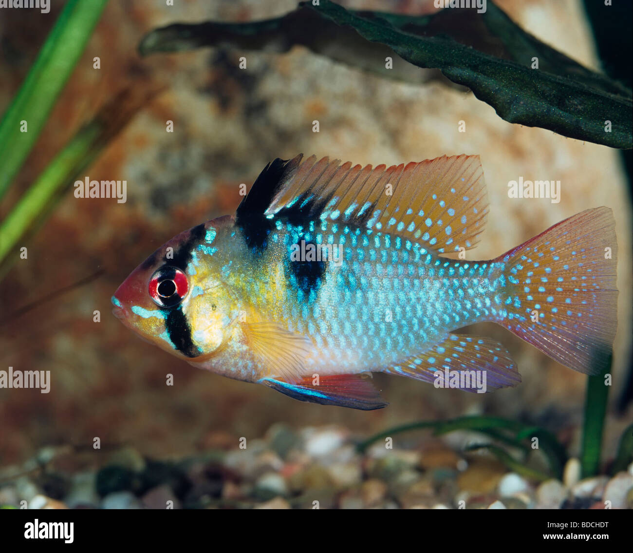 Ram Cichlid Stock Photo