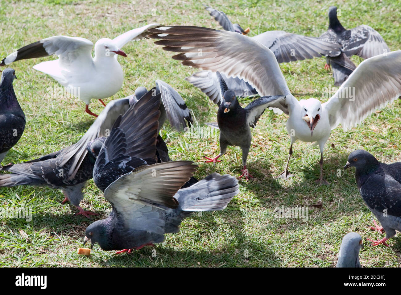 Feeding seagulls and pigeons Stock Photo