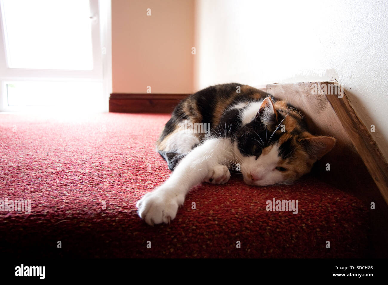 Little cat lying inside a house on red carpet. Stock Photo