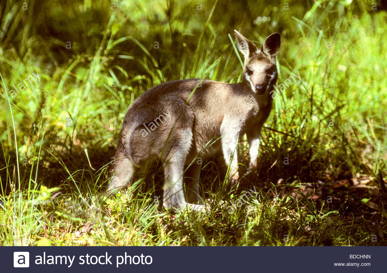 Onychogalea Fraenata Stock Photos & Onychogalea Fraenata Stock Images