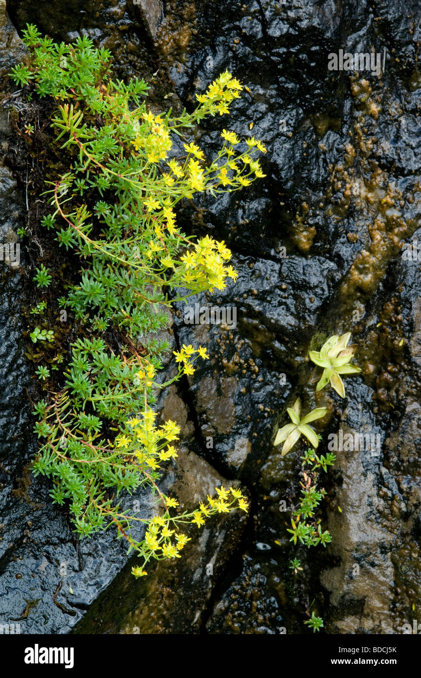 Yellow Mountain Saxifrage, Saxifraga aizoides, growing from a wet rocky cliff, Scottish Highlands. Stock Photo