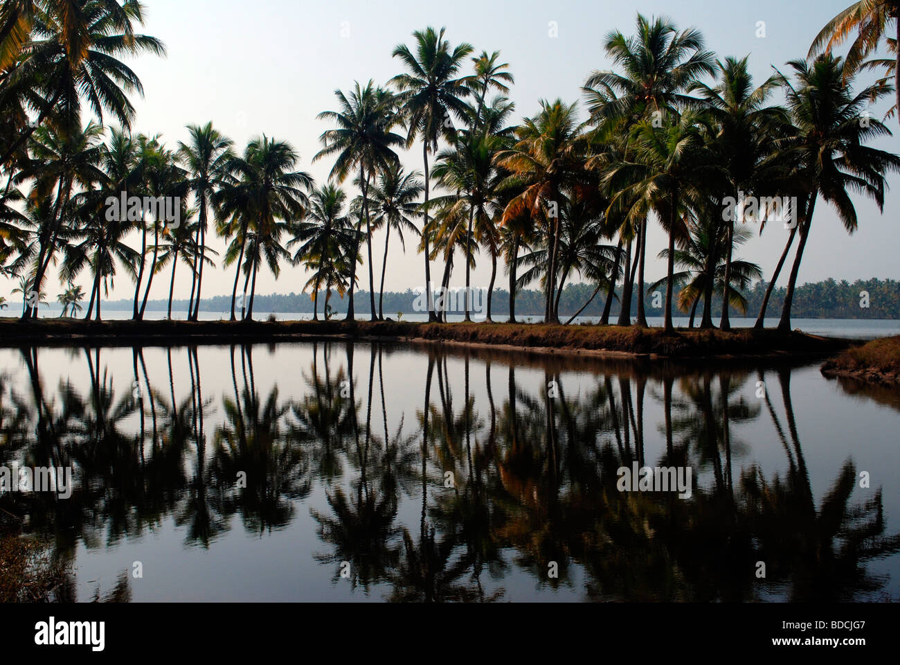 coconut landscape from kerala backwaters,kerala,india Stock Photo Alamy