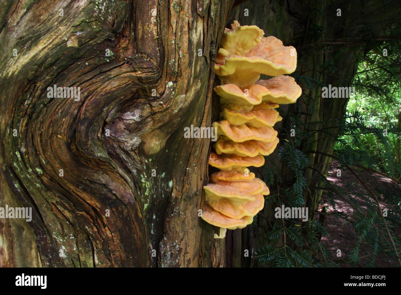 Chicken of the Woods, Laetiporus sulphureus  fungus growing off Yew tree. Stock Photo