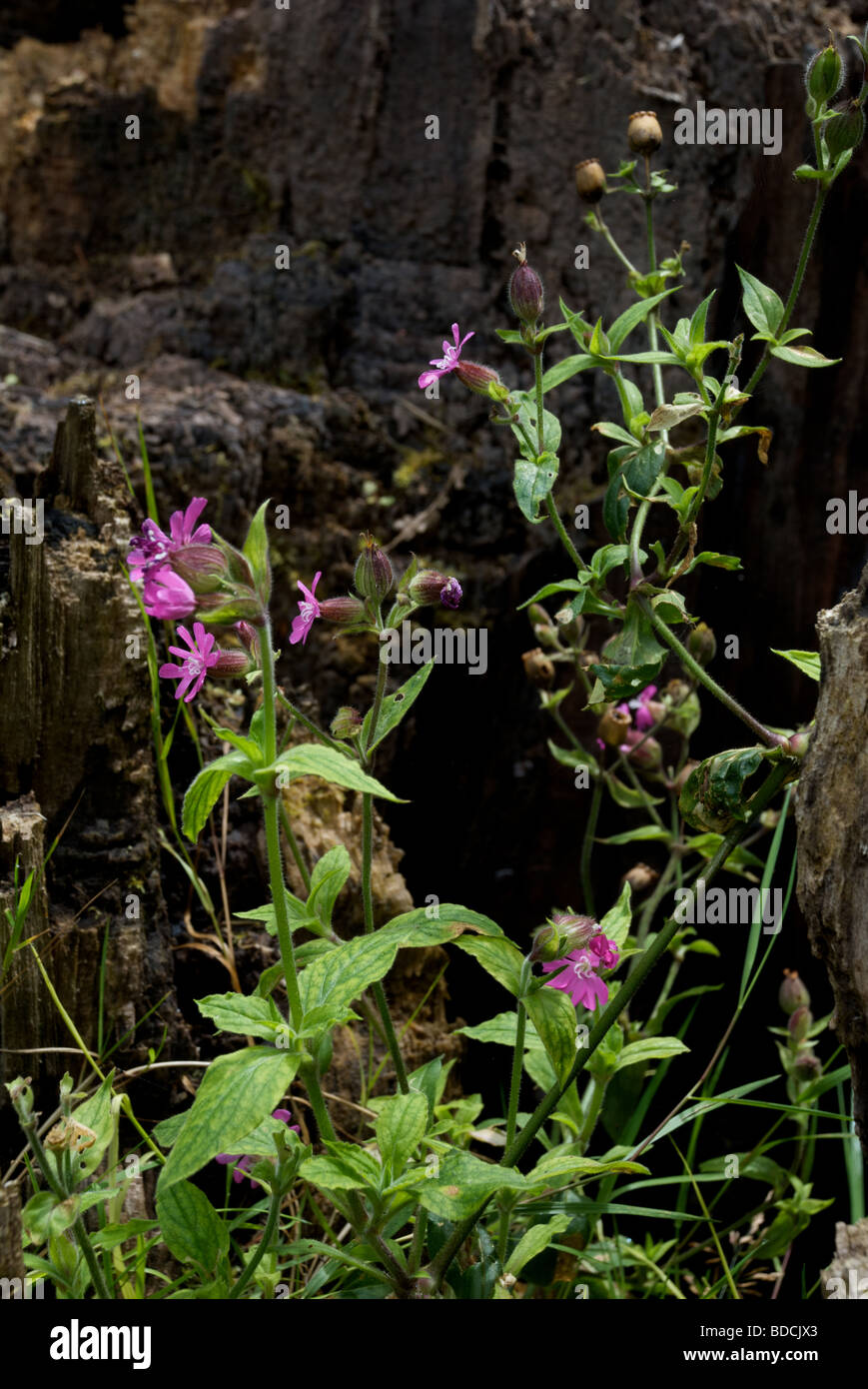 wildflowers growing on tree stump Stock Photo Alamy