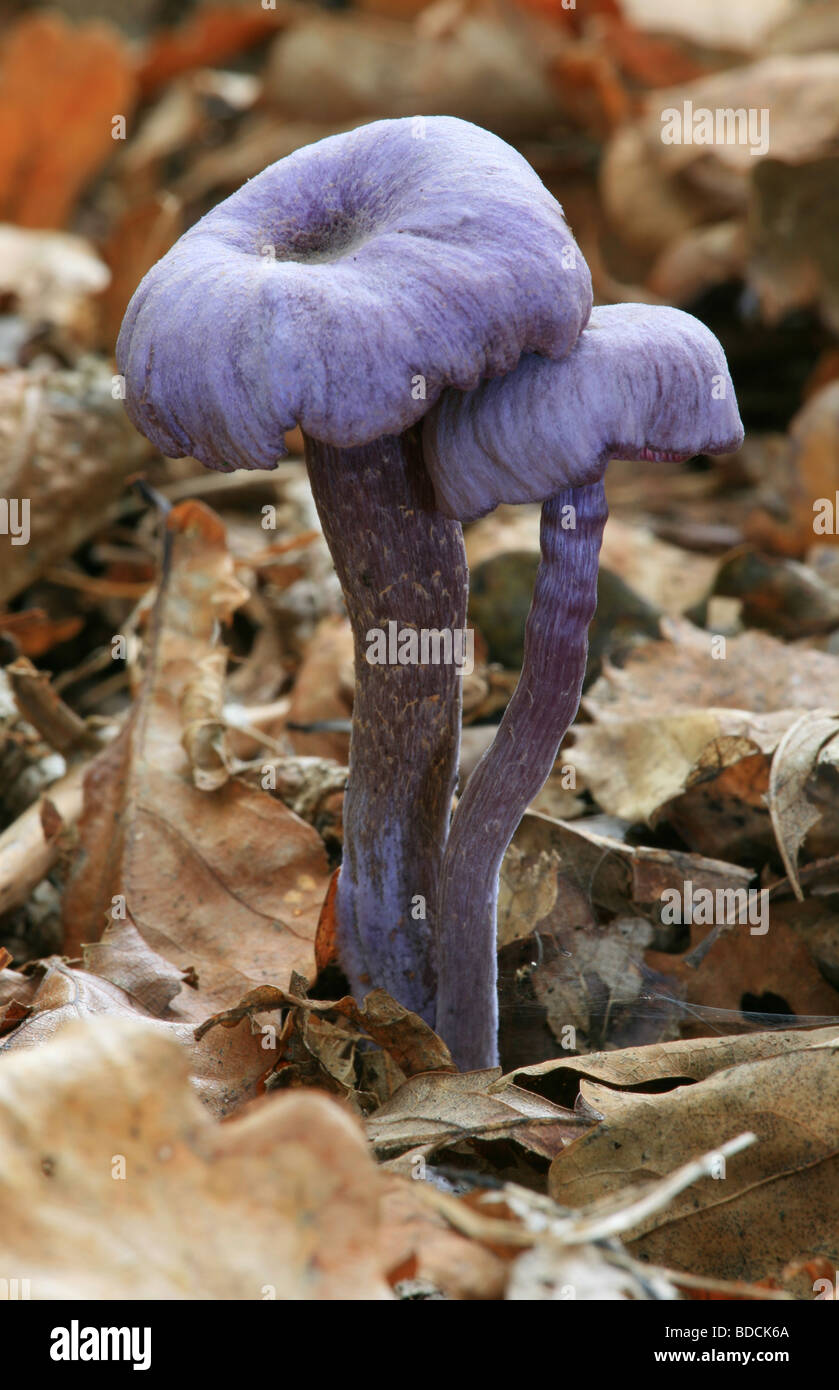 A pair of purple amethyst deceiver mushrooms Laccaria amethystina in birch woodland. Stock Photo
