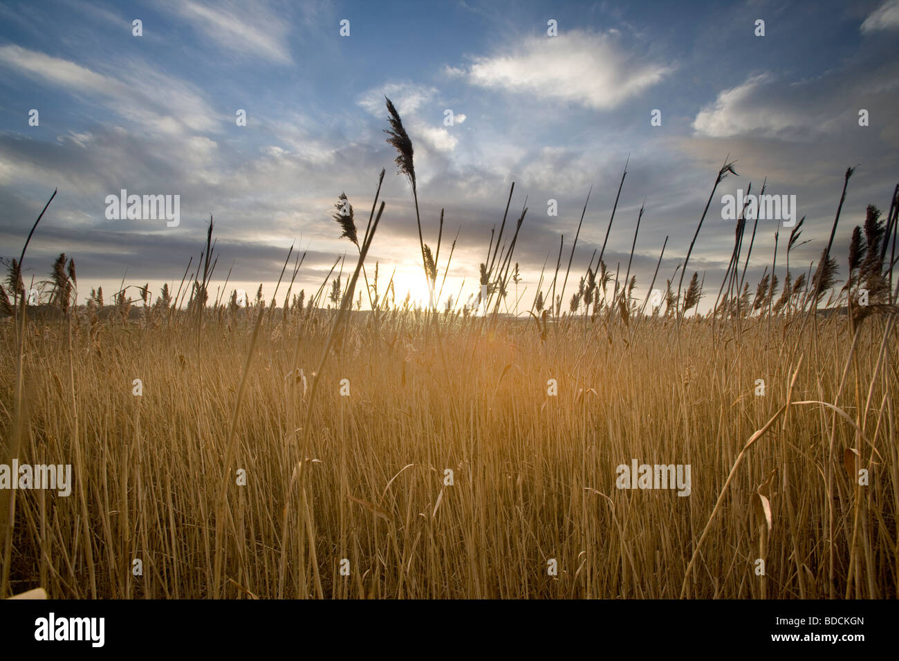 Sunlit Reeds, Holkham, Norfolk, UK Stock Photo