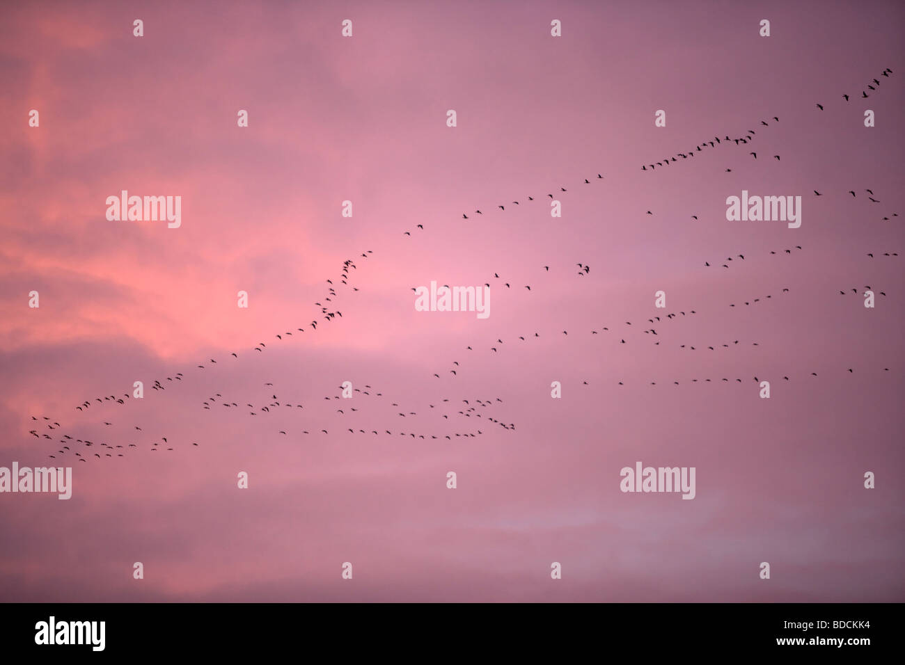 Migrating Geese, North Norfolk, UK Stock Photo