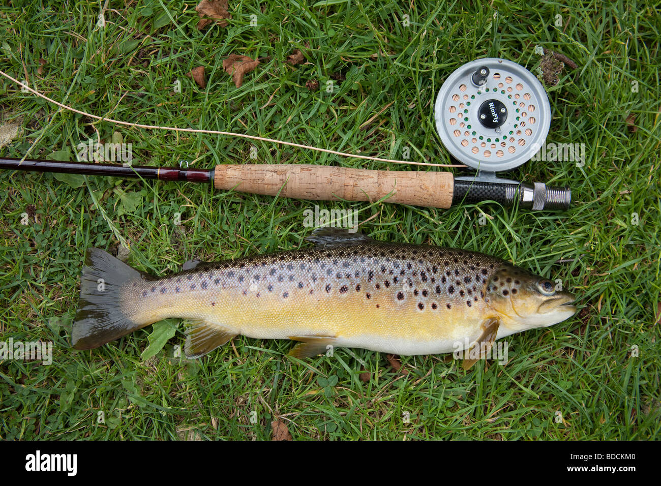 Brown trout caught at Hatchlands fishery Devon England Stock Photo Alamy