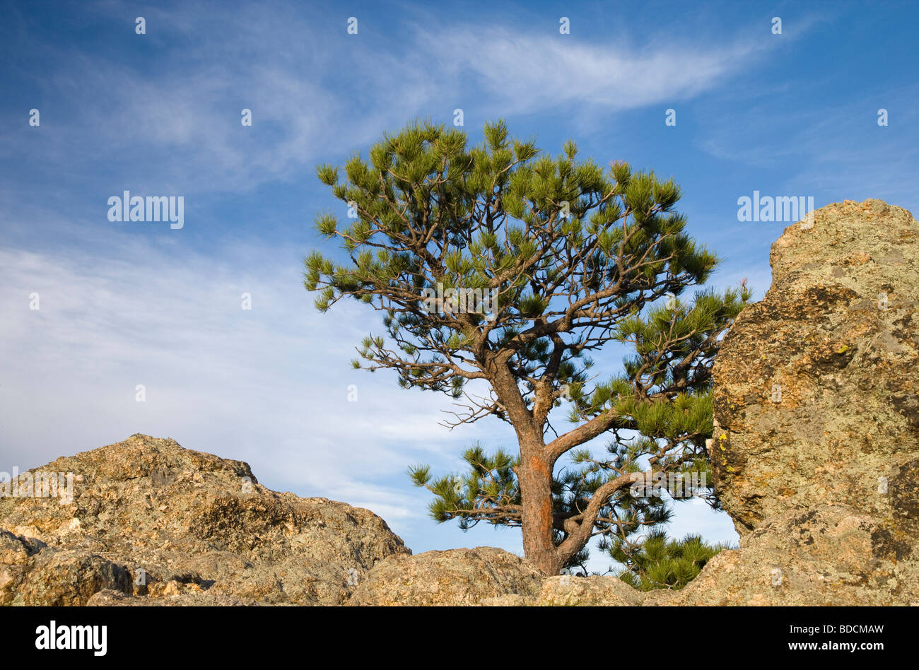 ponderosa pine atop Lovers' Leap, Custer State Park, Black Hills, South Dakota Stock Photo