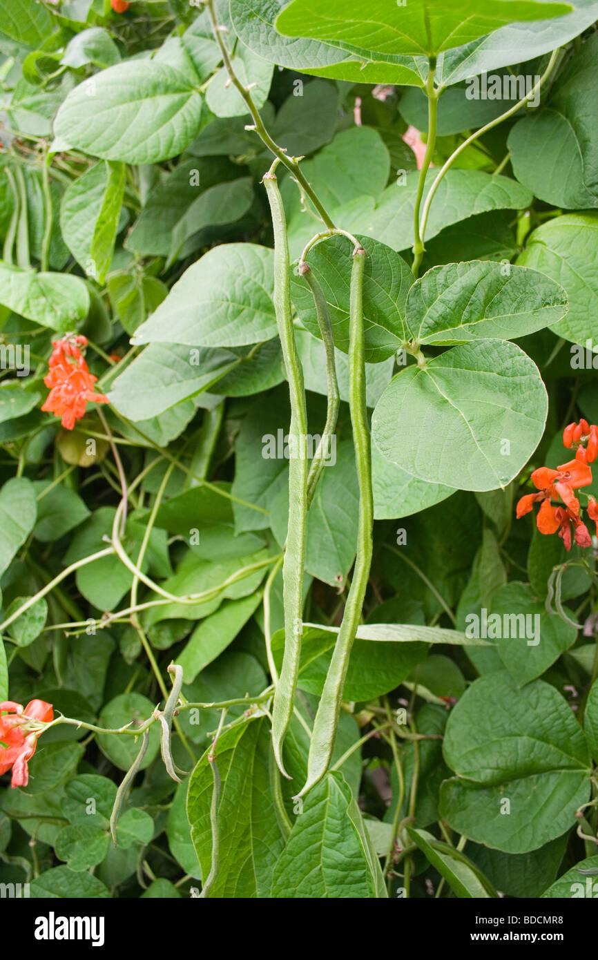 Runner bean plants Stock Photo Alamy