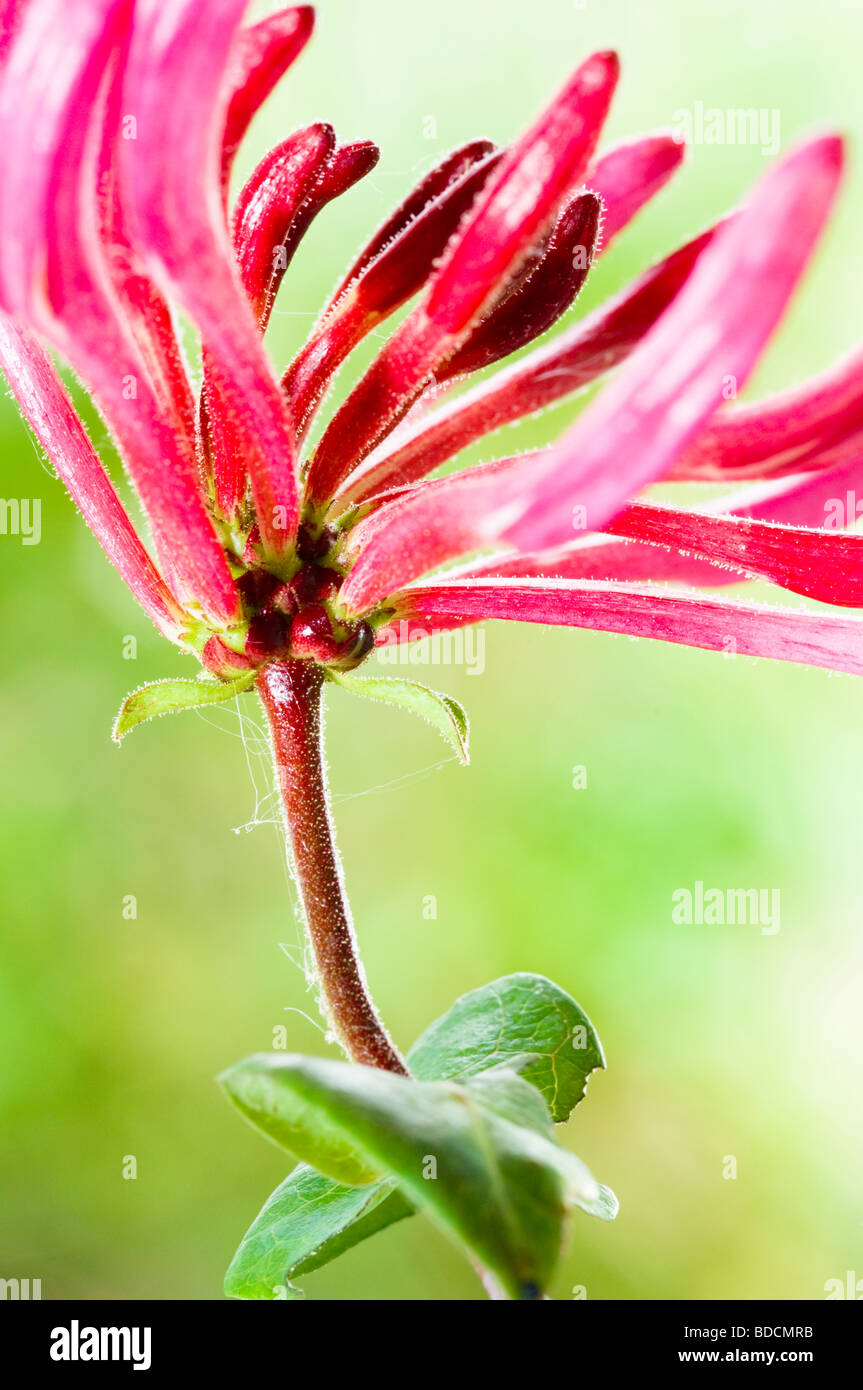 Honeysuckle, Lonicera sp, flower buds. Stock Photo