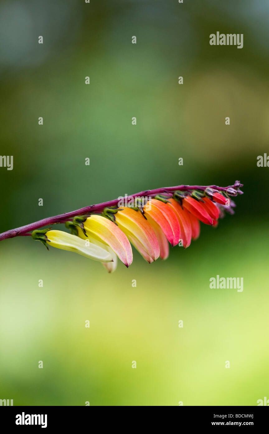 Ipomoea lobata. Firecracker vine in flower. UK Stock Photo