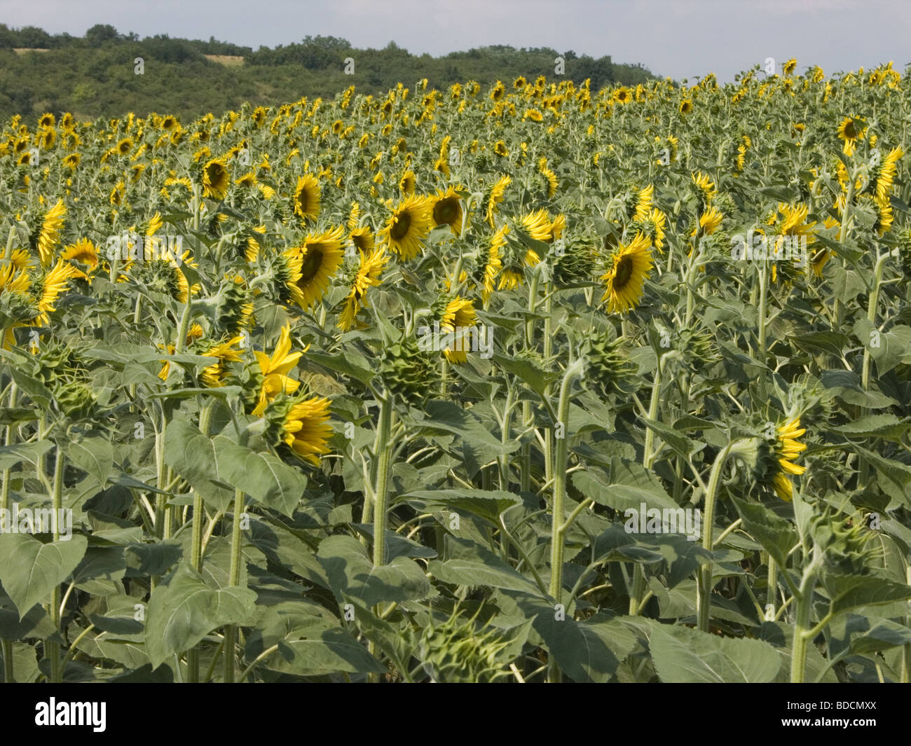 sunflower, sunflowers, crop, field, sunflower oil, plant Stock Photo