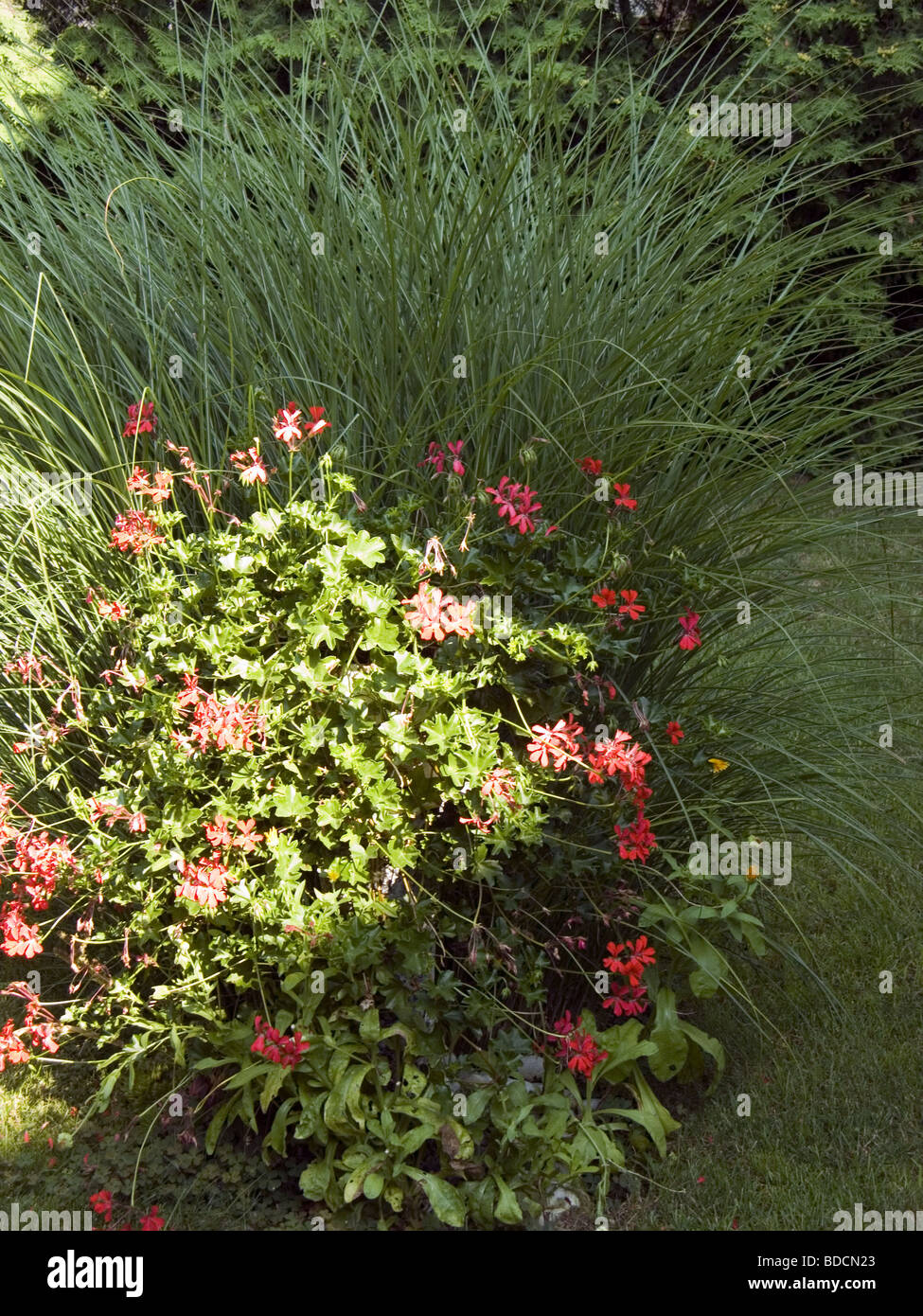 Plants flowers grass on hi-res stock photography and images - Alamy
