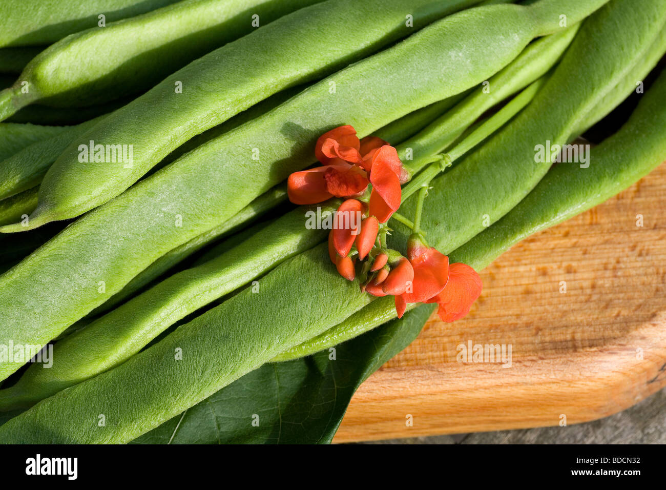 Harvest. Home grown runner beans, from the vegetable patch. One of the