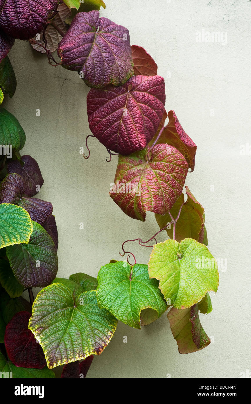 Vitis coignetiae. Crimson glory vine leaves Stock Photo