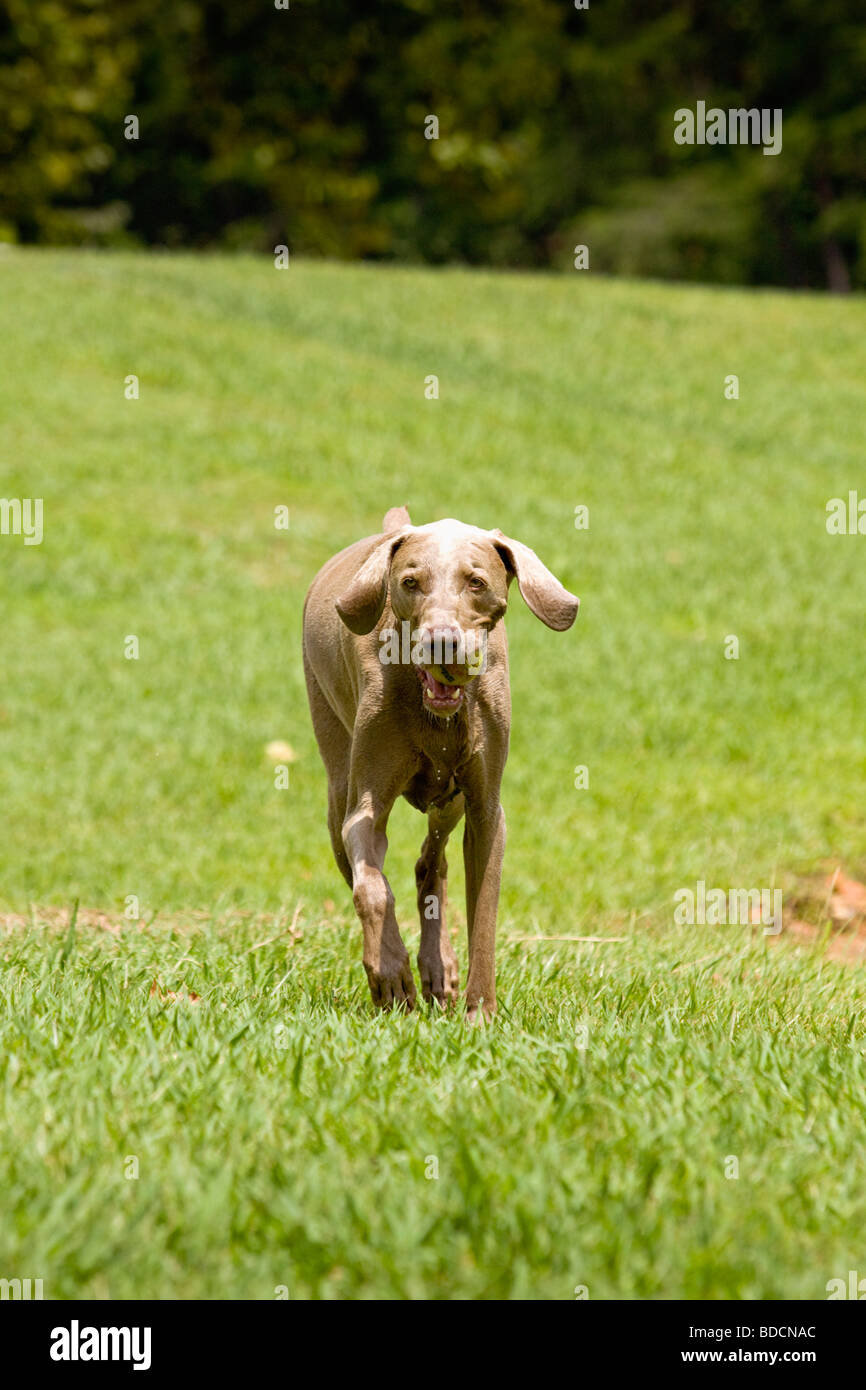 Weimaranar retrieving a tennis ball Stock Photo