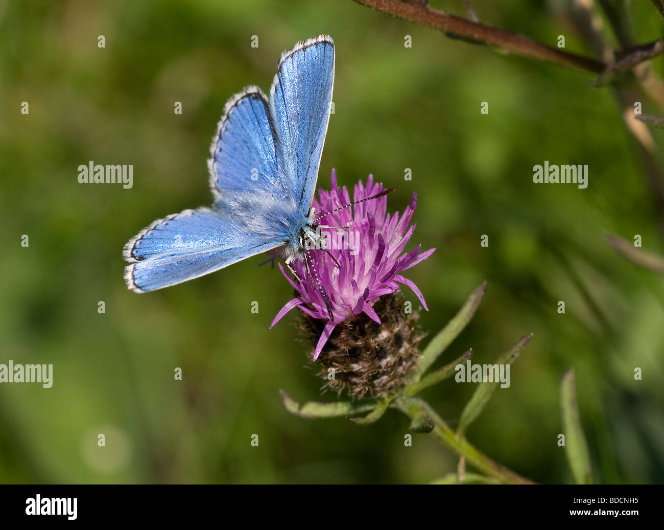 An Adonis Blue butterfly (Polyommatus bellargus) feeding on knapweed at Martin Down National Nature Reserve, Hampshire, England Stock Photo