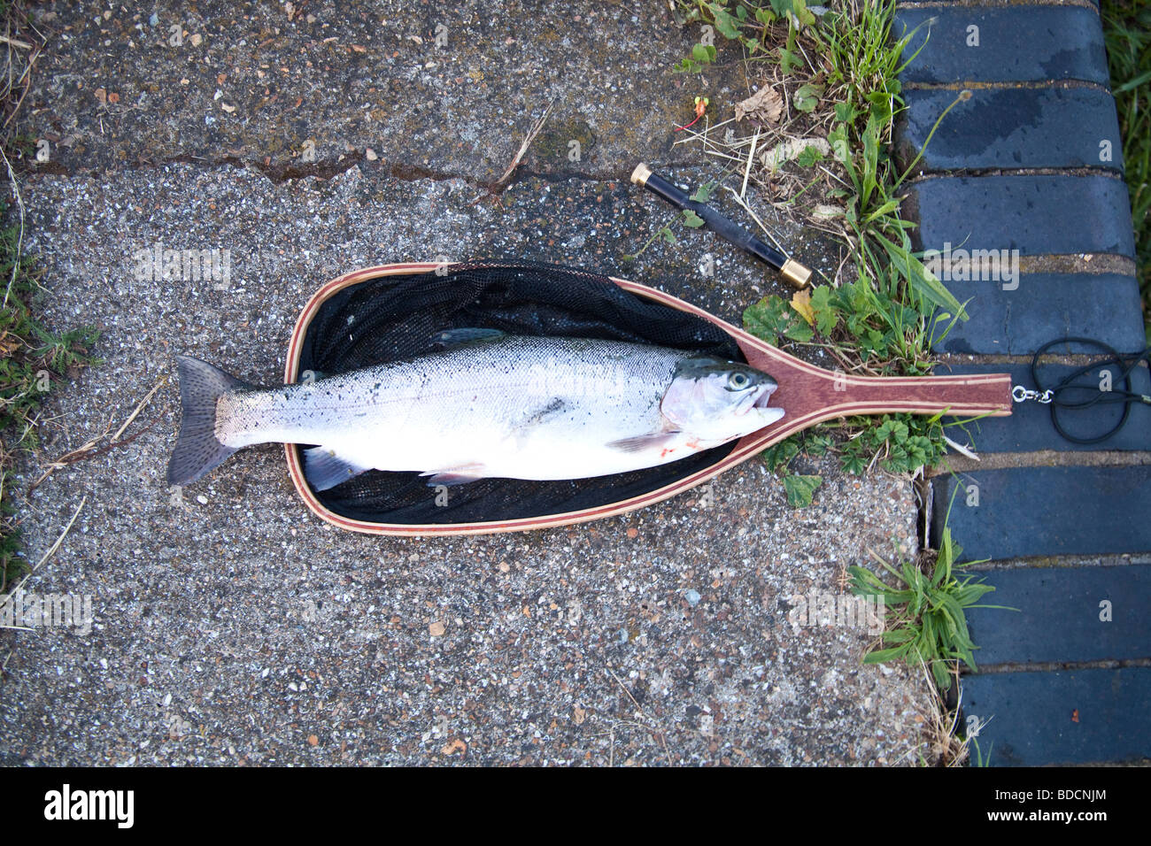 Large Rainbow Trout Caught At Walthamstow Reservoirs London England Large rainbow trout caught at walthamstow reservoirs london england