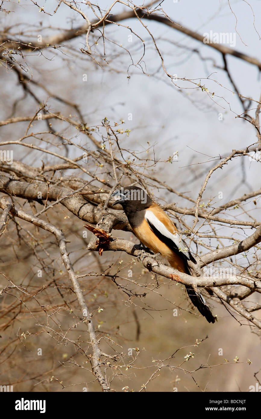 Rufus Treepie (Dendrocitta vagabunda), at Ranthambhore Tiger reserve, India. Stock Photo