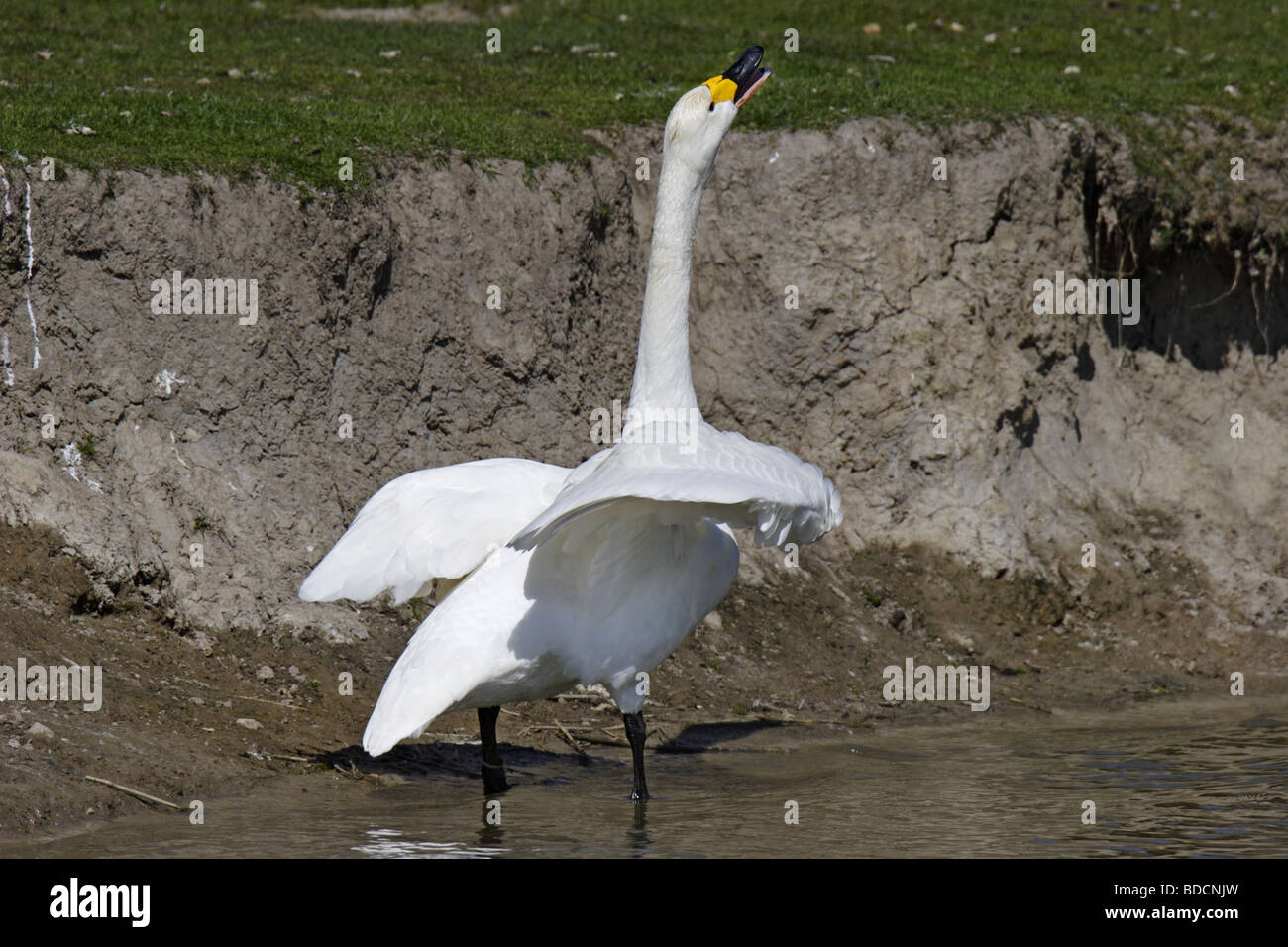 Singschwan (Cygnus cygnus) European Whooper swan Stock Photo
