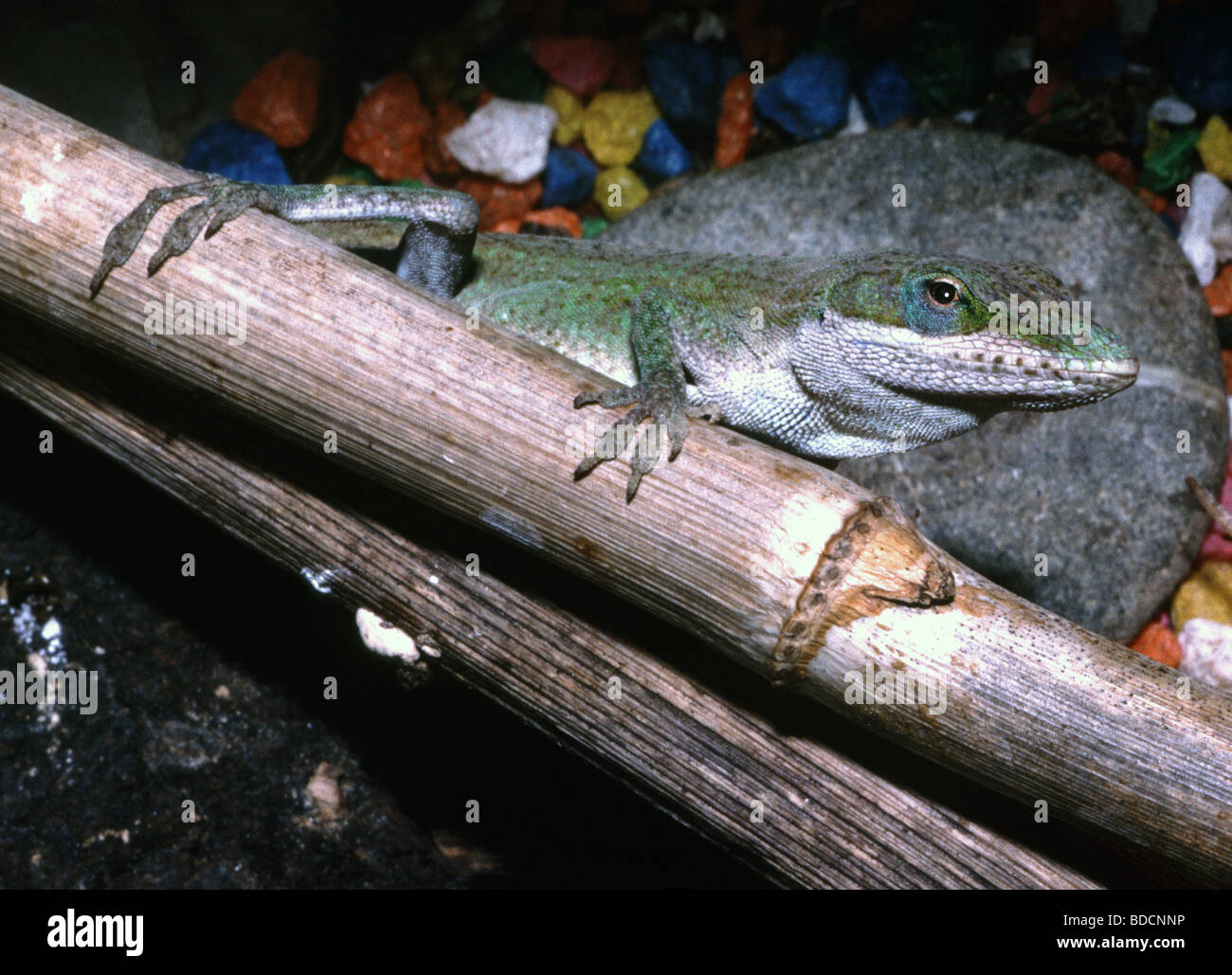 pet Anole lizard Anolis carolinensis Stock Photo Alamy