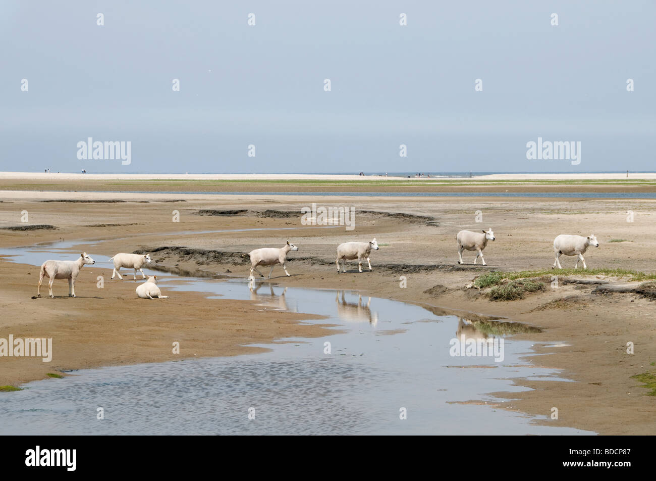 The slufter nationalpark on Texel flood tide ebb flow Netherlands