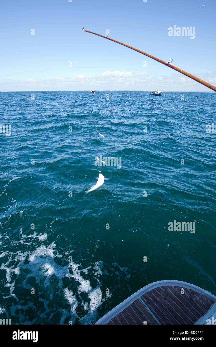 Fishing on the Sea Fox charter boat from Portsmouth England Stock Photo
