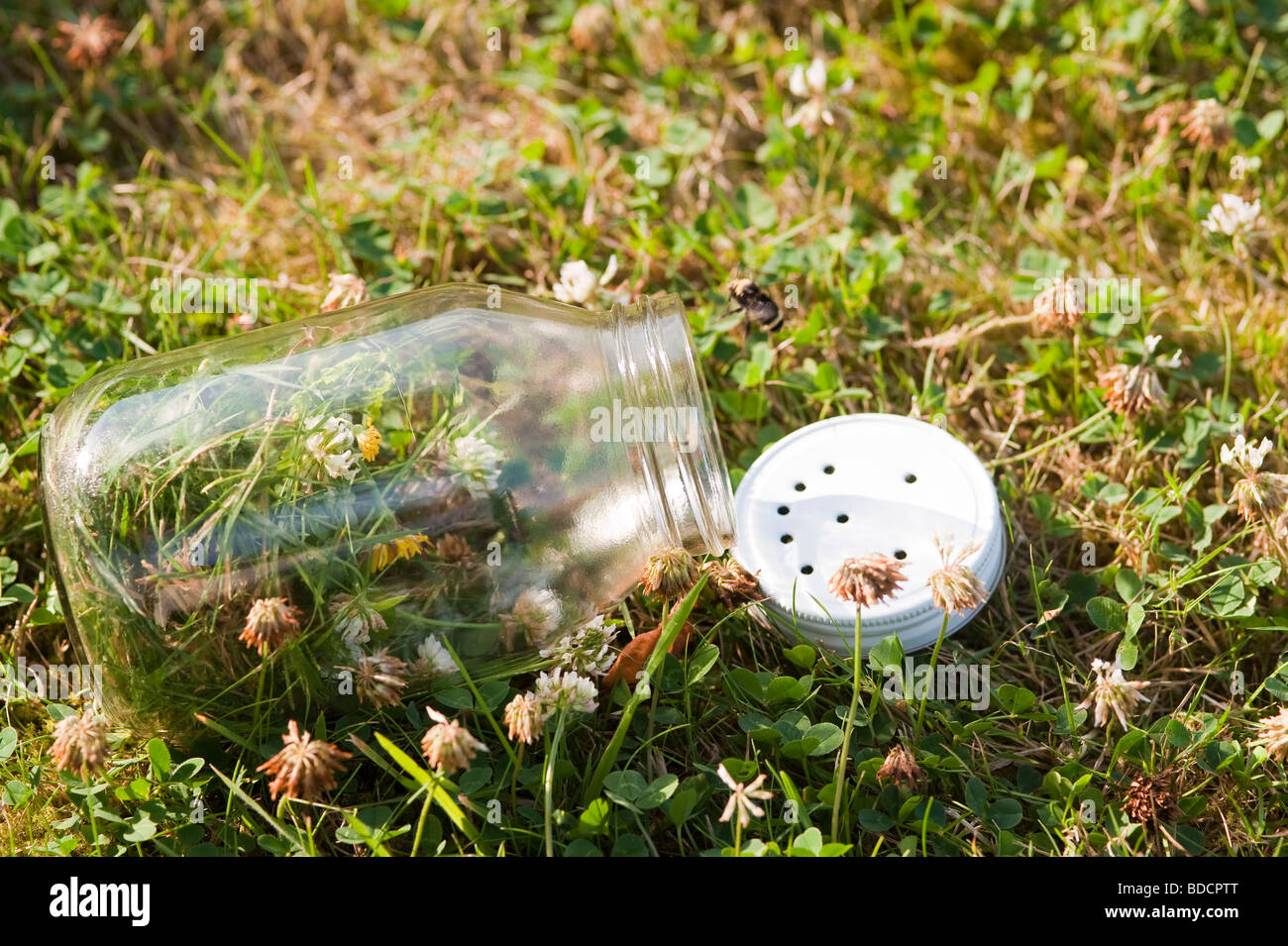 Glass Jar with trapped bumblebee being let out with jar tipped over backyard summer fun Stock Photo