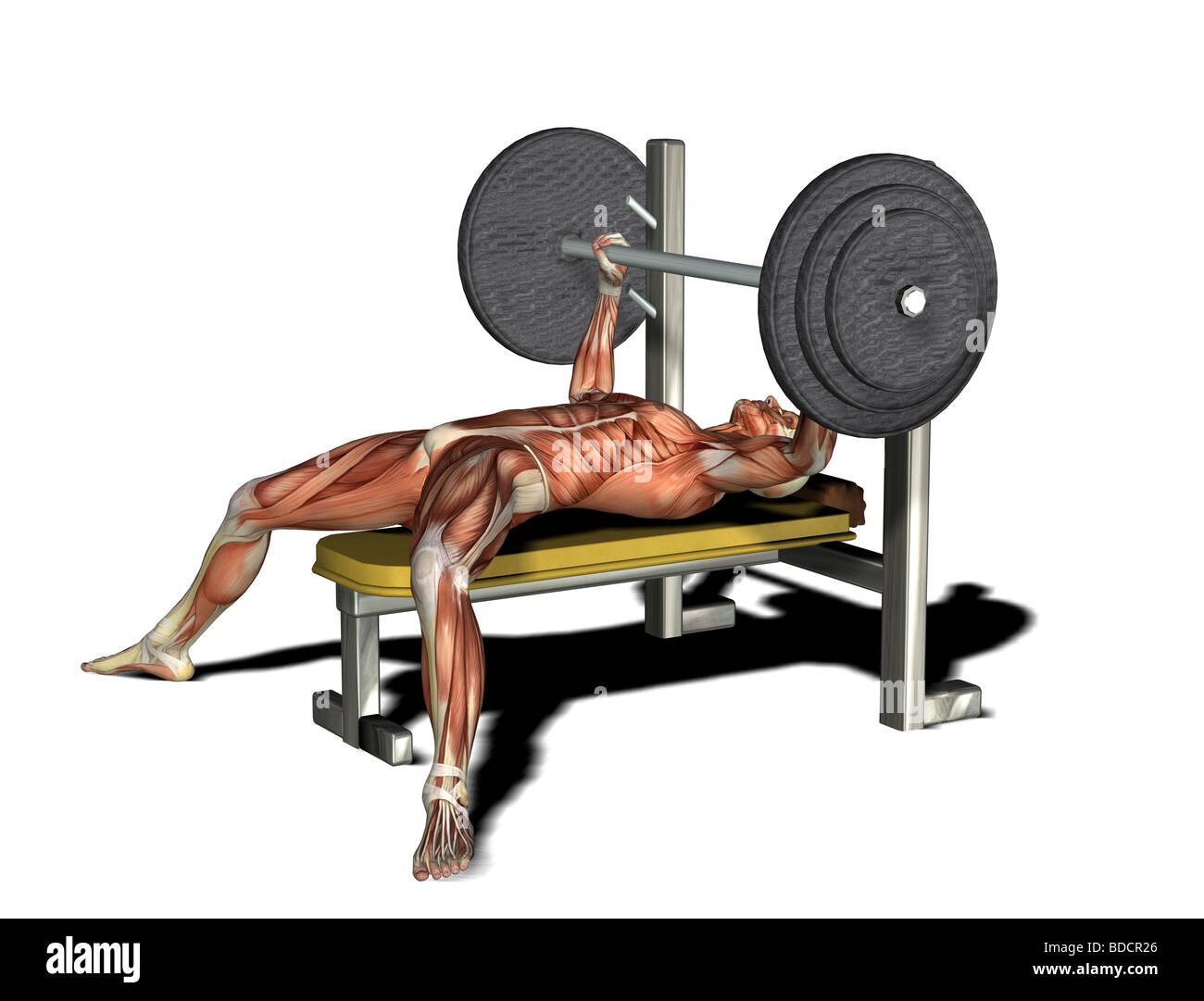 muscle man as weightlifter Stock Photo