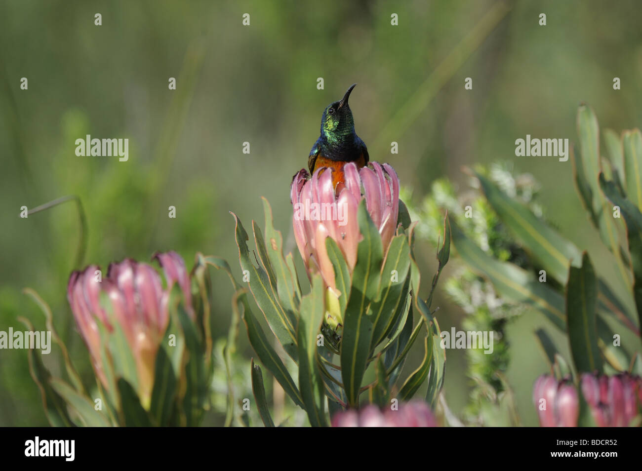 Male Orange Breasted Sunbird feeding in Pink Protea Stock Photo