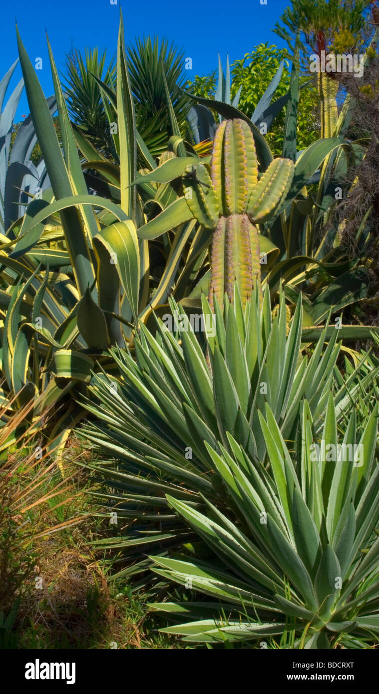 Display of succulents at the Enchanting Floral Gardens in Kula, Maui