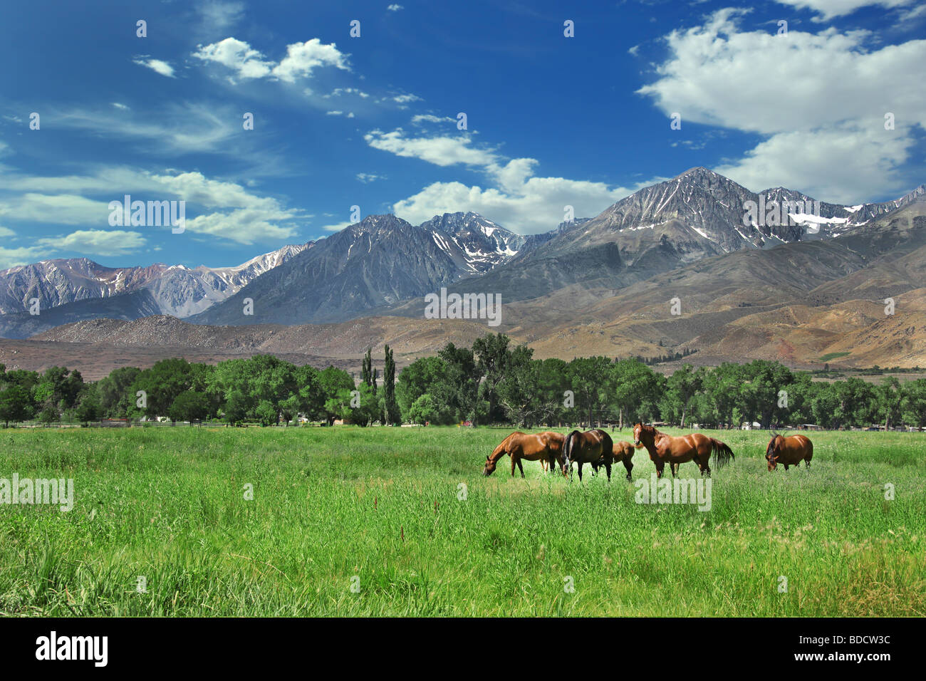 Horses Living in the Eastern Sierra Nevada Mountains Stock Photo