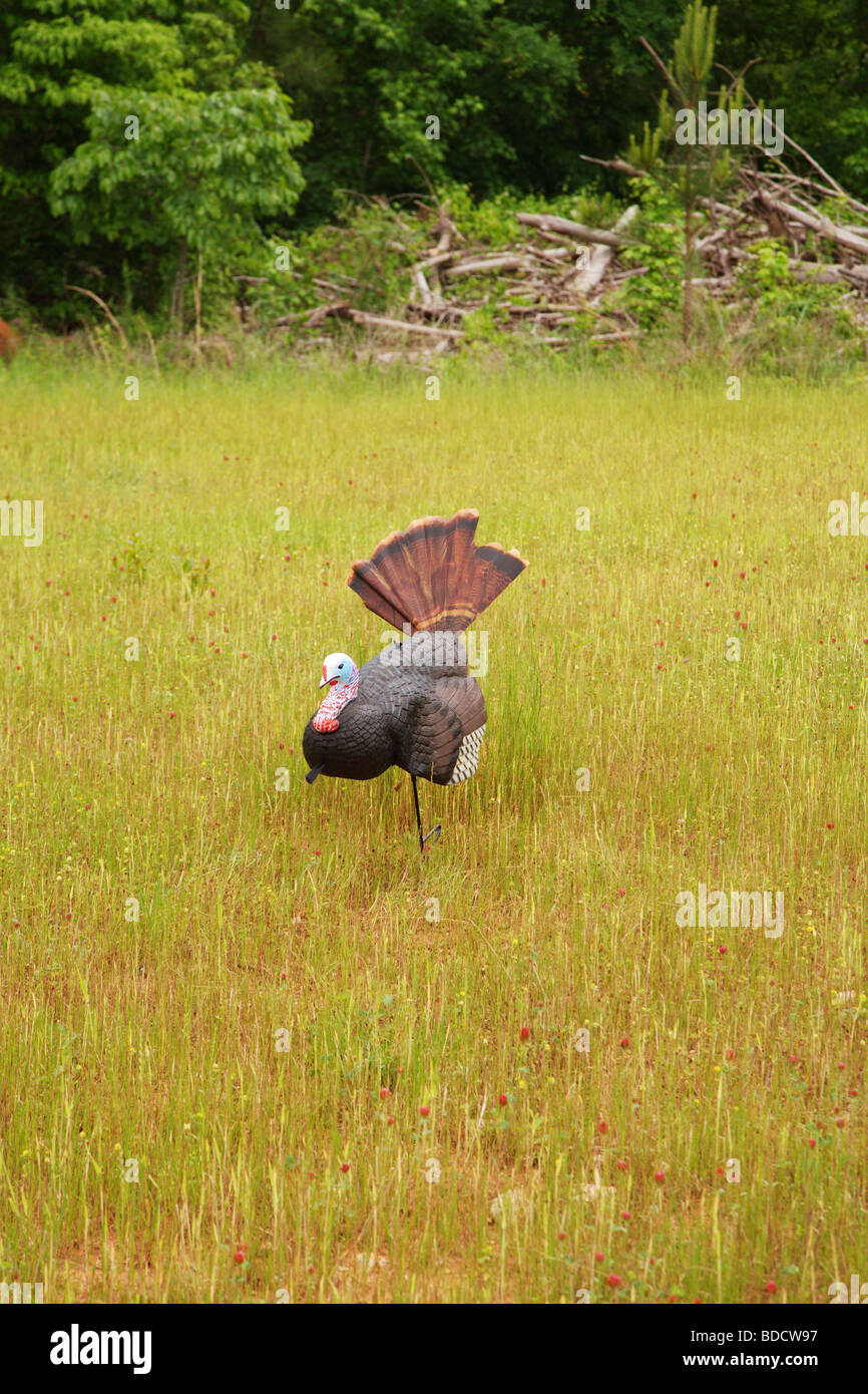 JAKE TURKEY DECOY IN OPEN FIELD Stock Photo Alamy